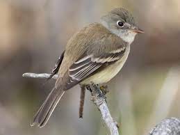 What is a tyrant flycatcher