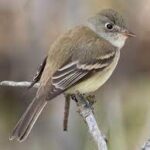 What is a tyrant flycatcher