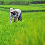 Sustainable rice farming practices and technologies
