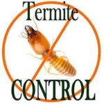 Termite Control in Lahore